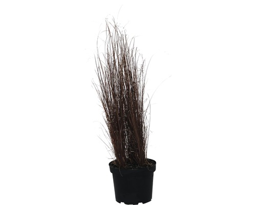 Laiche rousse de Nouvelle-Zélande FloraSelf 30-40 cm Laiche rousse de Nouvelle-Zélande FloraSelf 30-40 cm