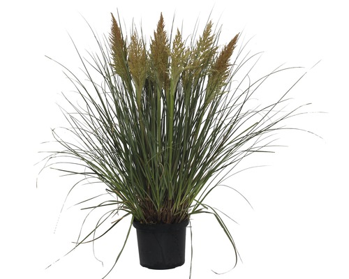 Petite herbe de la pampa FloraSelf Rosea 100-125 cm