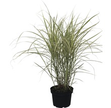 Roseau de Chine en pot