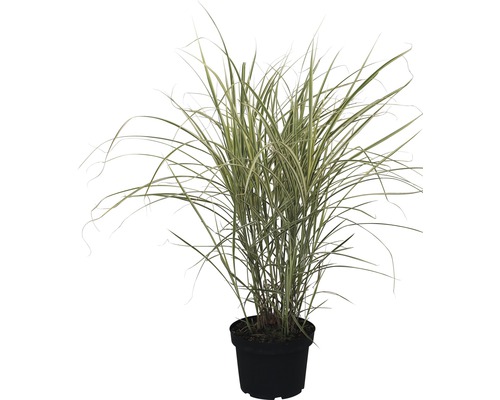 Roseau de Chine en pot