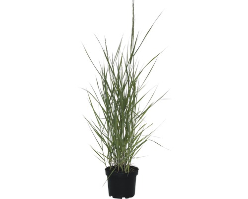 Plant de graminée en pot