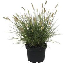 Oeillet gazon dans un pot