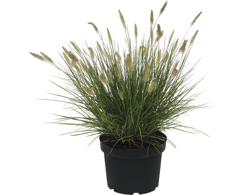 Oeillet gazon dans un pot