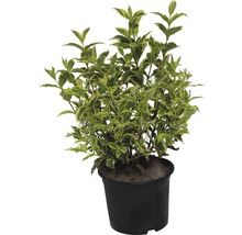 Cornouiller dans un pot de fleurs noir