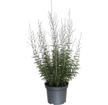 Silberbusch Blauraute FloraSelf Blue Spire 30-40 cm