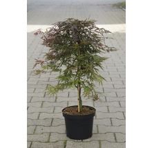 Érable japonais en pot