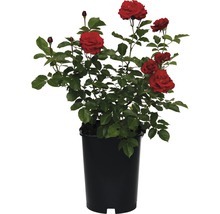 Rose rouge en pot pour le jardin ou le balcon