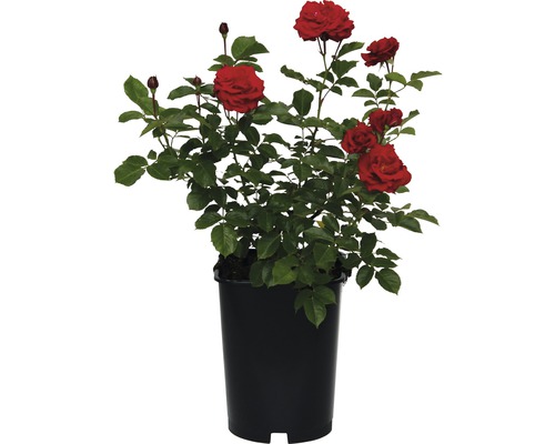 Rose rouge en pot pour le jardin ou le balcon
