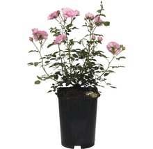 Rosier en pot avec des fleurs