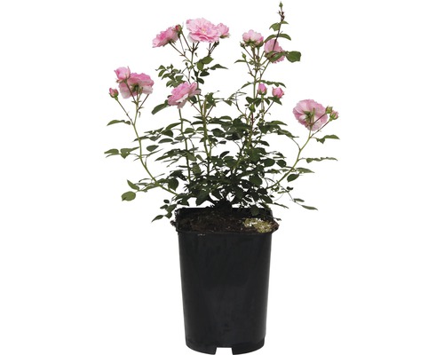 Rosier en pot avec des fleurs