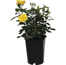 Gelbe Rose im Topf