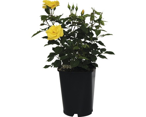 Gelbe Rose im Topf