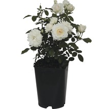 Weisse Rose im Topf