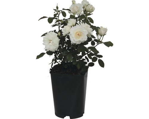 Weisse Rose im Topf