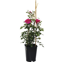 Rose im Topf mit Rankhilfe aus Bambus