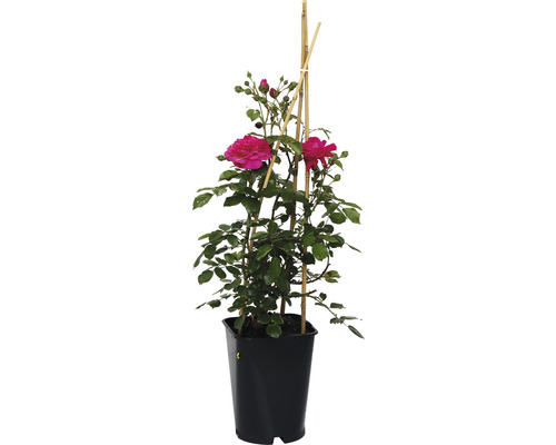 Rose im Topf mit Rankhilfe aus Bambus