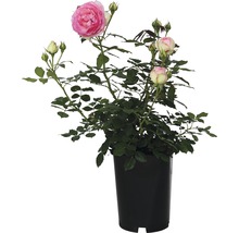Rose im Topf mit rosa Blüten