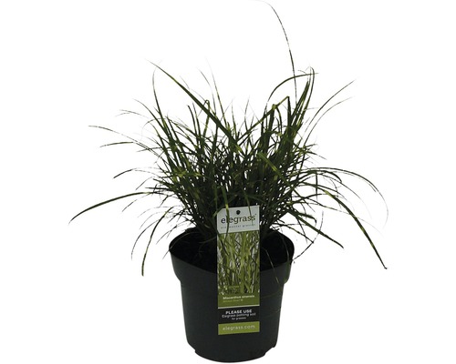 Zwerg-Chinaschilf Zebraschilf Miscanthus sinensis 'Strictus Dwarf' H 10-100 cm Co 3 L