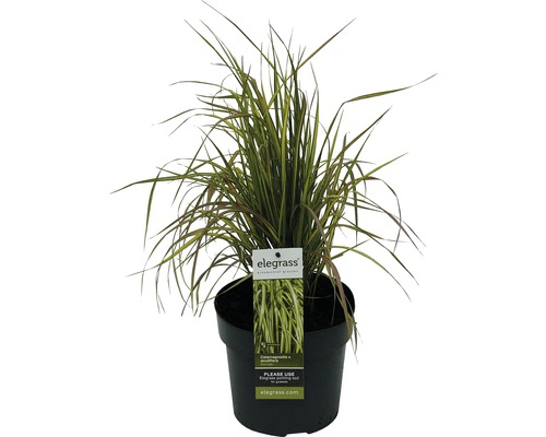 Reitgras FloraSelf Calamagrostis x acutiflora 'Eldorado' H 10-80 cm Co 3 L Pflanze Calamagrostis x acutiflora Karl Foerster im Topf