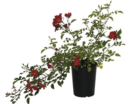 Rosier couvre-sol FloraSelf 30-40 cm rouge