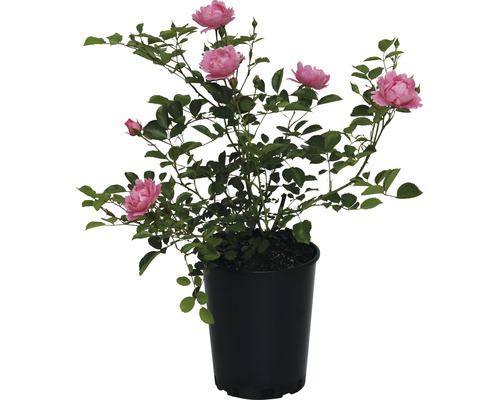 Rosier couvre-sol FloraSelf 30-40 cm rose