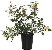 Bodendeckerrose FloraSelf 30-40 cm gelb