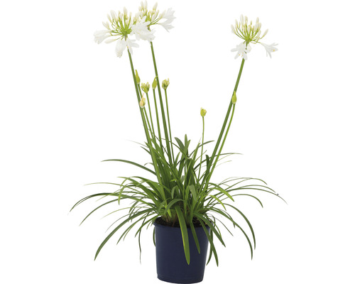 Agapanthe FloraSelf Agapanthus africanus 'Amourette' hauteur totale env. 40-50 cm Ø 17 cm pot blanc