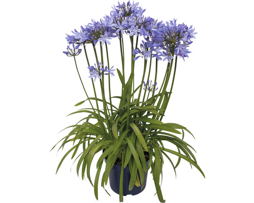 Agapanthe FloraSelf Agapanthus africanus 'Amourette Superb' hauteur totale env. 40-50 cm Ø 17 cm pot bleu