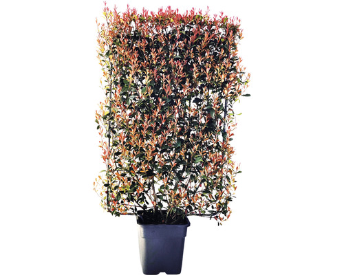 Photinia en pot avec support de croissance