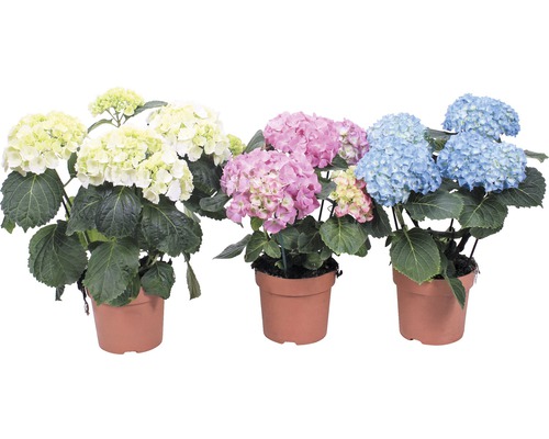 Zimmerhortensie Mix FloraSelf Hydrangea macrophylla H 20-30 cm Ø 14 cm Topf mit 4-6 Blüten zufällige Sortenauswahl