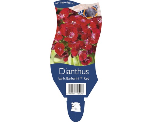 Verpackung der Bartnelke Barbarini Red