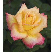 Gros plan d''une rose jaune avec un bord rose.