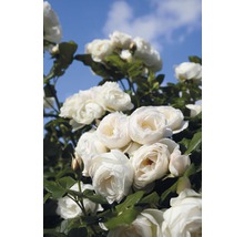 Kletterrose Rosa 'Uetersener Klosterrose' H 60-80 cm Co 5 L