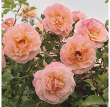 Kletterrose Rosa 'Peach Melba' H 30-40 cm Co 5 L