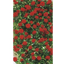 Kletterrose mit roten Blüten und grünen Blättern auf einem Rankgitter.