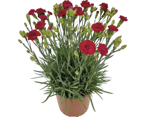 Chinesische Delke Dianthus chinesis FloraSelf 19er Topf