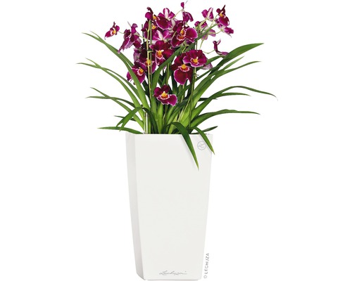 Orchidee in einem weißen Pflanzgefäß