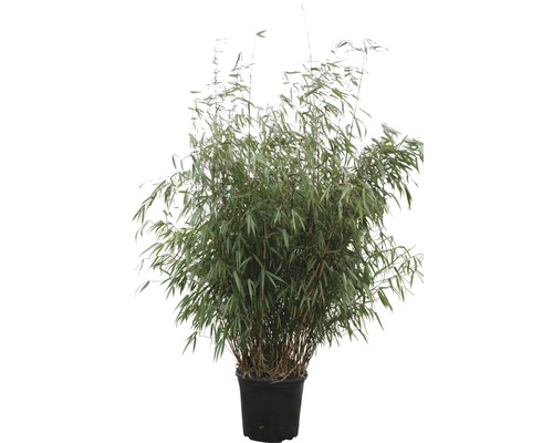 Bambuspflanze im Topf