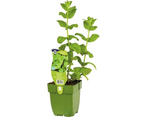 Apfel-Minze Mentha suaveolens 'Apple Mint' H 5-20 cm Co 0,5 L