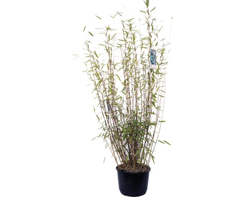 Bambou de jardin noir FloraSelf Fargesia nitida 'Black Pearl' H 80-100 cm Co 10 L, 35 ans FloraSelf édition anniversaire