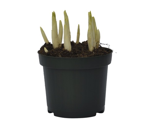 Hosta Jungpflanze im Topf