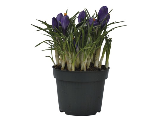 Krokusse im Topf