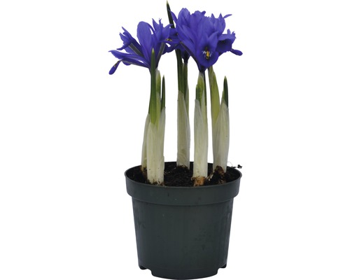 Iris in einem Topf