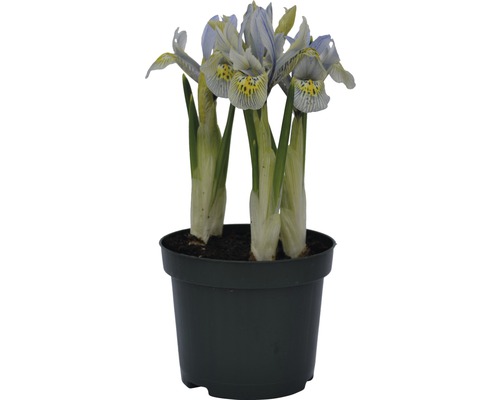 Iris Pflanze im Topf