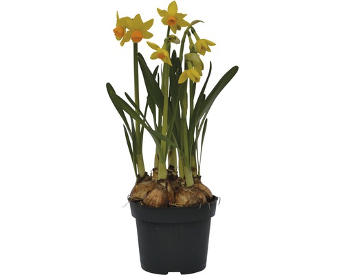 Narcisse jaune, narcisse trompette FloraSelf Narcissus pseudonarcissus 'Jet Fire' pot Ø 9 cm