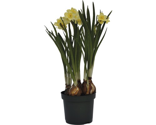 Narcisse jaune, narcisse trompette FloraSelf Narcissus pseudonarcissus 'Minnow' pot Ø 9 cm