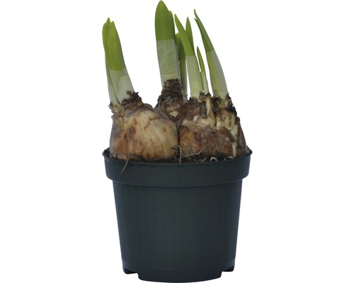 Bulbes de narcisses dans un pot