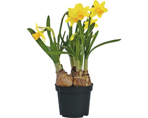 Narcisse jaune, narcisse trompette FloraSelf Narcissus pseudonarcissus 'Tête à Tête' pot Ø 9 cm Narcisse jaune, narcisse trompette FloraSelf Narcissus pseudonarcissus 'Tête à Tête' pot Ø 9 cm