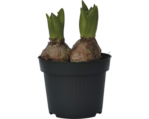 Deux bulbes de fleurs dans un pot noir