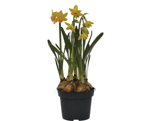 Narcisse jaune, narcisse trompette FloraSelf Narcissus pseudonarcissus 'Jet Fire' pot Ø 12 cm
